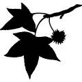 (image for) Sweetgum Leaf =