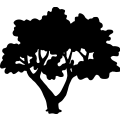 (image for) Tree 170 =