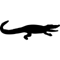 (image for) Alligator 9 _