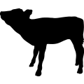 (image for) Calf 003 _