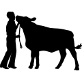 (image for) Farm Boy Bull =