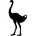 (image for) Ostrich 002 =
