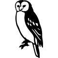 (image for) Screech Owl 004 =