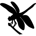 (image for) Dragonfly =