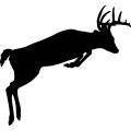 (image for) Buck Deer 011 =