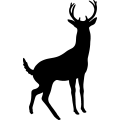 (image for) Buck Deer 014 _