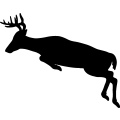 (image for) Buck Deer 016 =