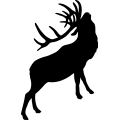 (image for) Bull Elk 001 =