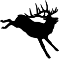 (image for) Bull Elk 002 =