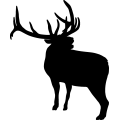 (image for) Bull Elk 006 =