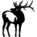 (image for) Bull Elk 007 =