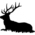 (image for) Bull Elk 009 =
