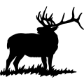 (image for) Bull Elk 010 =