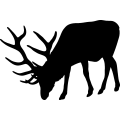 (image for) Bull Elk 011 =