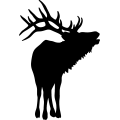 (image for) Bull Elk 016 =