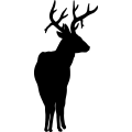 (image for) Deer 049 _