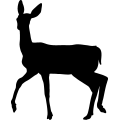 (image for) Deer Doe 001 _