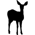 (image for) Deer Doe 002 _