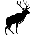 (image for) Elk 021 _