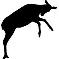 (image for) Elk 022 _