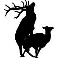 (image for) Elk Family 0041 =