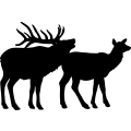 (image for) Elk Family 004 =
