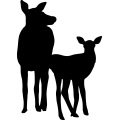(image for) Elk Family 005 =