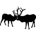 (image for) Elk Fighting 002 =