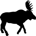 (image for) Moose 015 _