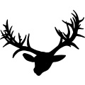 (image for) Mule Deer 002 =