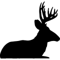 (image for) Mule Deer 005 =