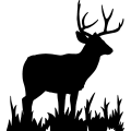 (image for) Mule Deer 007 =