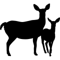 (image for) Mule Deer Family 001 =