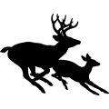 (image for) Mule Deer Family 002 =