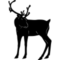 (image for) Reindeer 30 =