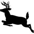 (image for) Whitetail Buck =