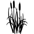 (image for) Cattail 004 =