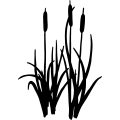 (image for) Cattail 005 =