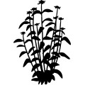 (image for) Plant 001 =