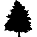 (image for) Oak Tree 3 _