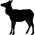 (image for) Elk 009 ~