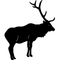 (image for) Elk ~