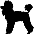 (image for) Poodle _
