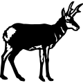 (image for) Antelope Standing =