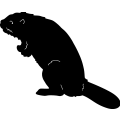 (image for) Beaver 1 ~