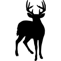 (image for) Buck Deer 017 _