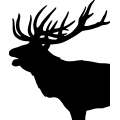 (image for) Bull Elk 023 =