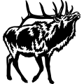(image for) Bull Elk 024 =