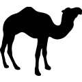 (image for) Camel Silhouette _