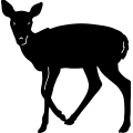 (image for) Deer 064 ~